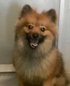 Sammy