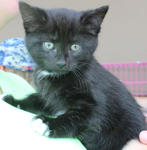 Simba: Fostered