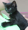 Simba: Fostered