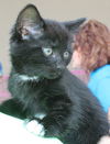 Simba: Fostered