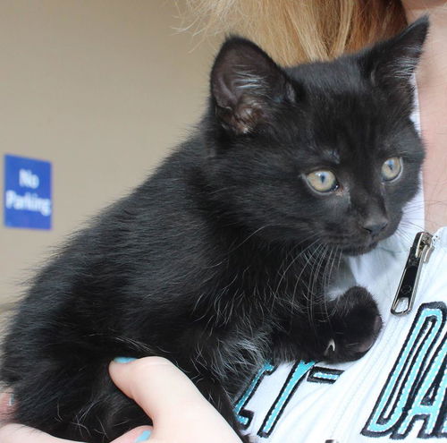 Timon: Fostered