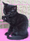 Timon: Fostered