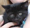 Timon: Fostered