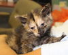 Allie: Fostered