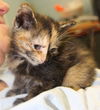 Allie: Fostered
