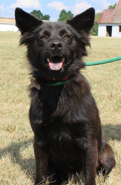 Dorie: Fostered