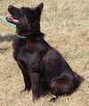 Dorie: Fostered
