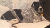 Mattie: Fostered