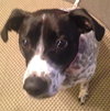 Mattie: Fostered