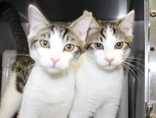 Prince & Ryne - Fostered