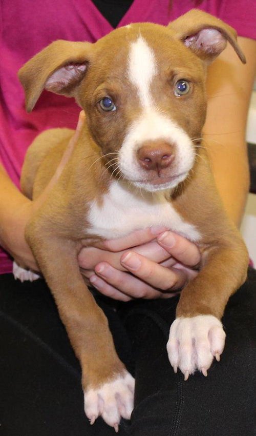Dixon: Fostered