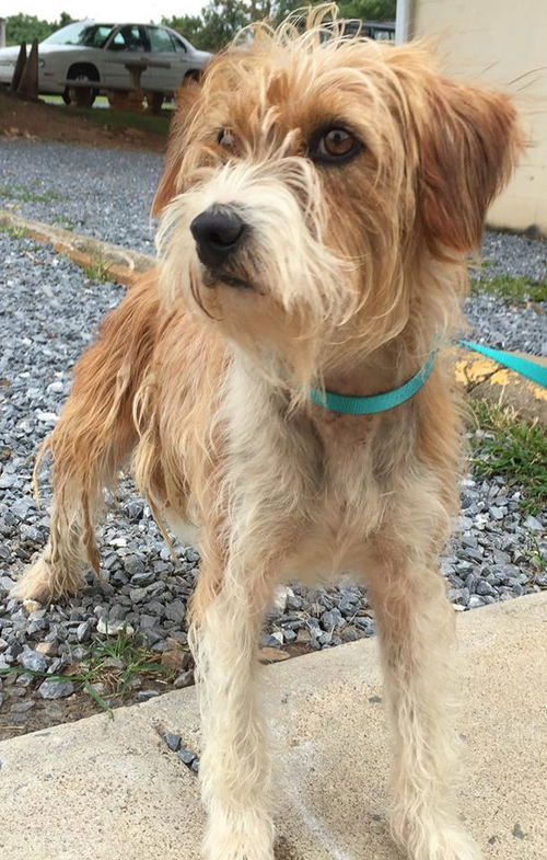 Maisy Daisy - Fostered