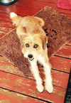 Maisy Daisy - Fostered