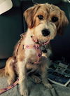 Maisy Daisy - Fostered