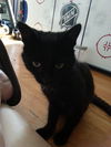 Gracie Boy: Blind kitten: Fostered