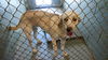Nyla: Fostered
