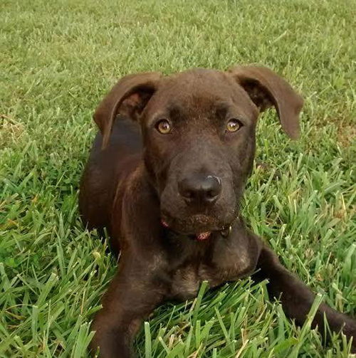 Helios: Fostered