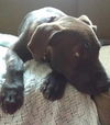 Helios: Fostered