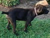 Helios: Fostered
