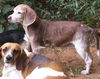 Holly: fostered