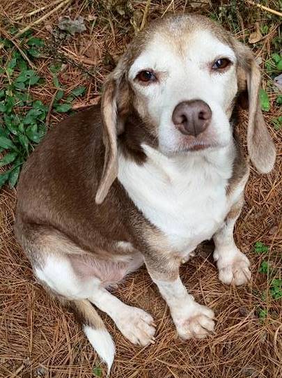 Holly: fostered
