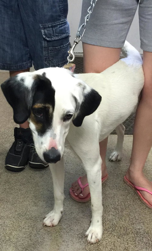 Duchess: fostered