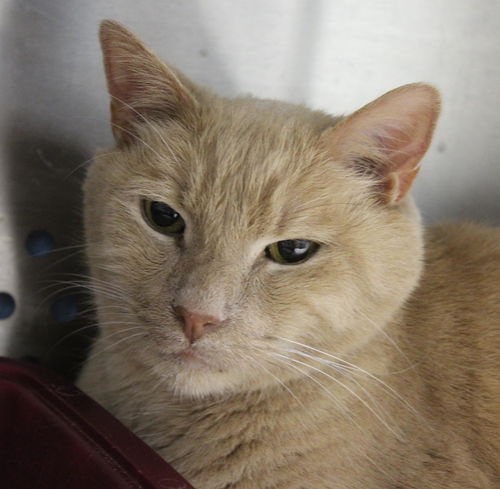 Simon: declawed