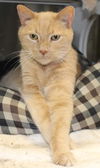 Simon: declawed