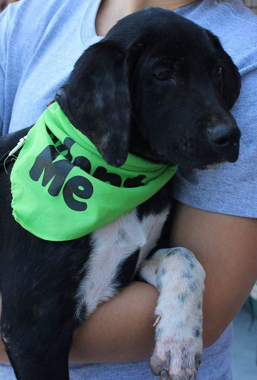Pretty Girl : Fostered