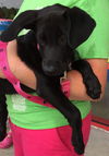 Yeti: Fostered