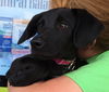 Yeti: Fostered