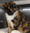 SCARLET Cat