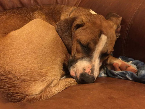 Maui: Fostered