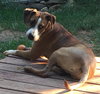 Maui: Fostered