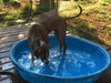 Maui: Fostered