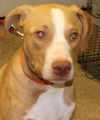 Remington