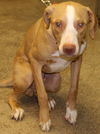 Remington