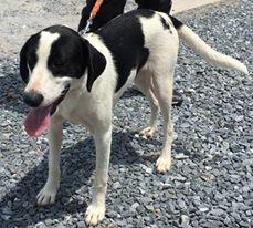 Cowboy:RESCUE PENDING