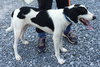 Cowboy:RESCUE PENDING