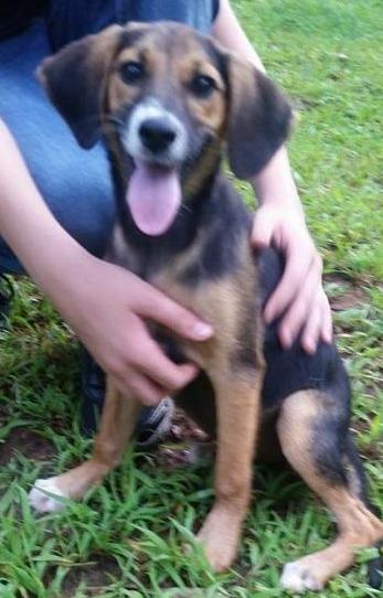 AMY (fostered): Rescue Pending