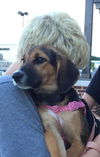 AMY (fostered): Rescue Pending
