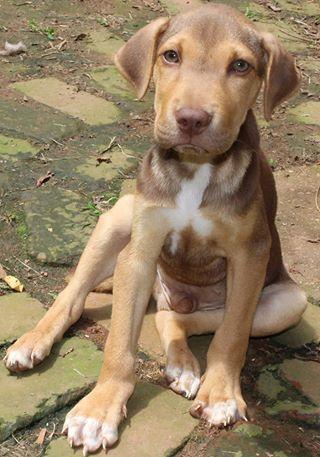Andrew aka Drew: Fostered