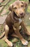 Andrew aka Drew: Fostered