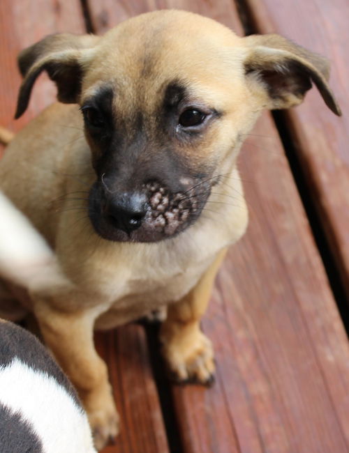 Lizzie: Fostered