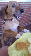 Bama: Fostered RESCUE Pending