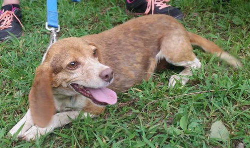 Josie: fostered