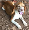Josie: fostered