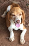 Josie: fostered