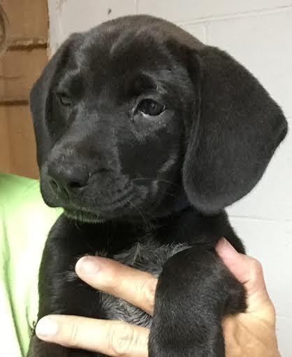 Piper: Fostered