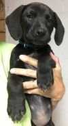 Piper: Fostered